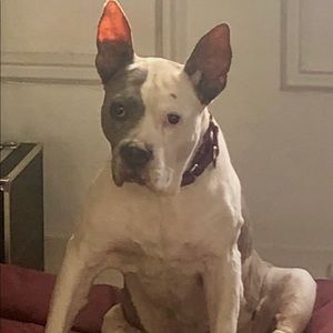 Meet your Posher, Tressa